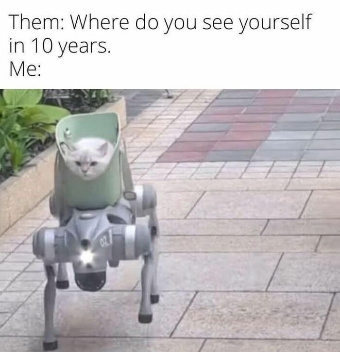Cat meme showing a cat riding a robot dog with text about where you see yourself in 10 years for holiday fun.