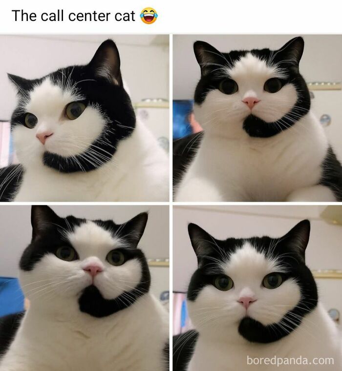 Black and white cat with unique facial markings featured in popular cat memes that might make your holidays more special.