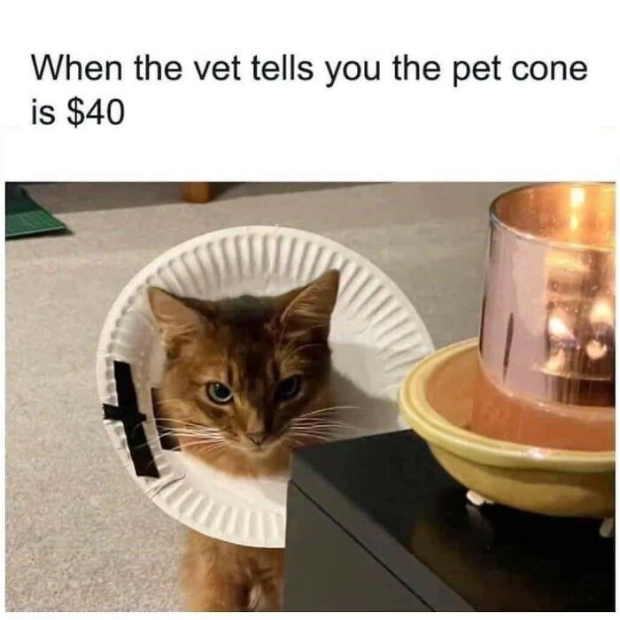 Cat wearing a homemade pet cone made from a paper plate, featured in funny cat memes for holiday entertainment.