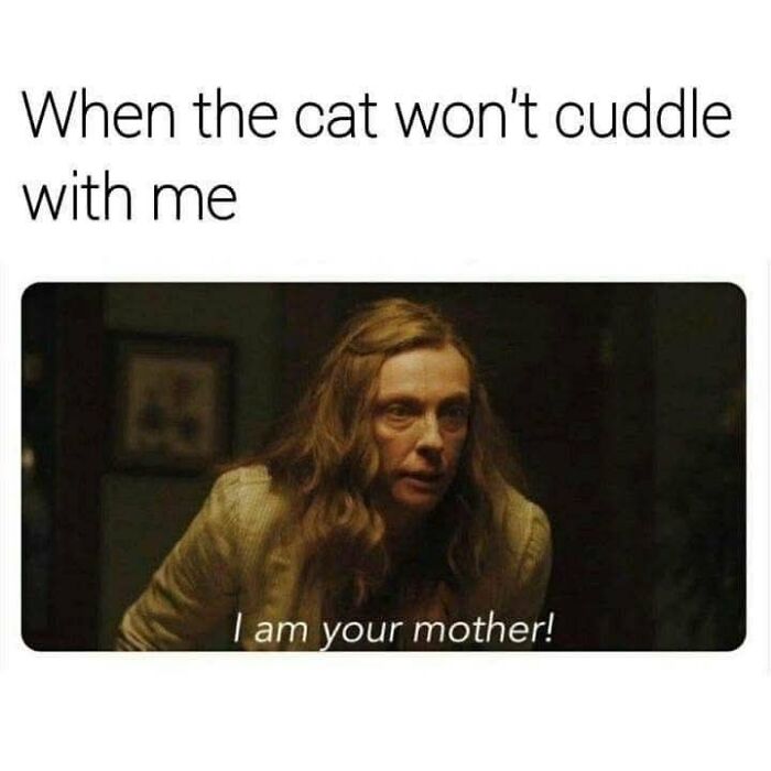 Woman pleading like a mother with text about cat refusing to cuddle, a humorous cat meme from holiday-themed collection.