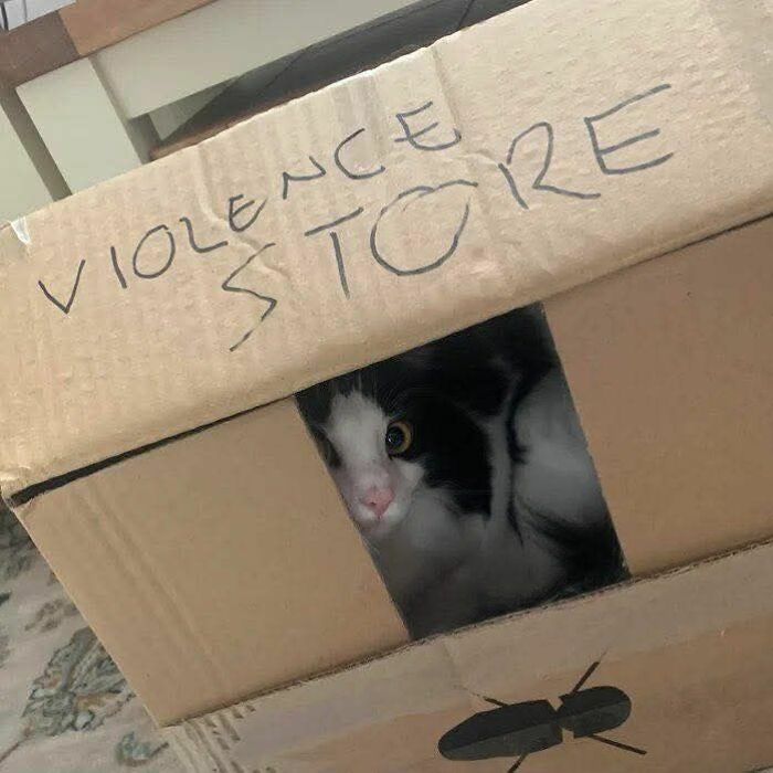 Black and white cat peeking out of a cardboard box labeled violence store in a funny cat meme.