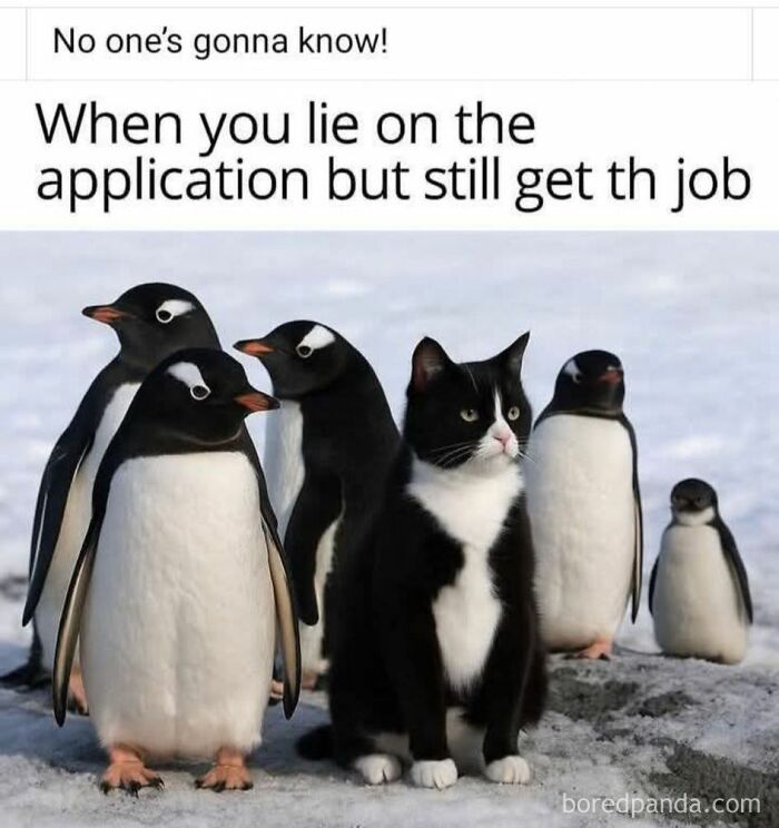 Cat among penguins meme illustrating relatable humor, perfect for 50 cat memes that might make your holidays special.