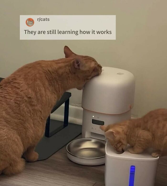Two ginger cats exploring and interacting with an automatic pet feeder in a home setting, cat memes holiday humor