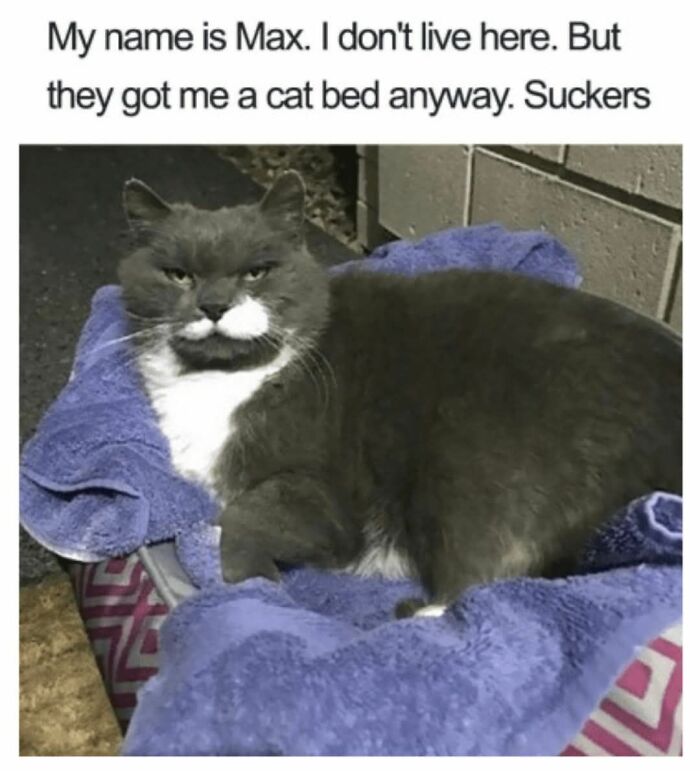 Gray and white cat named Max resting on a purple towel in a cat bed, featured in popular cat memes for holidays.