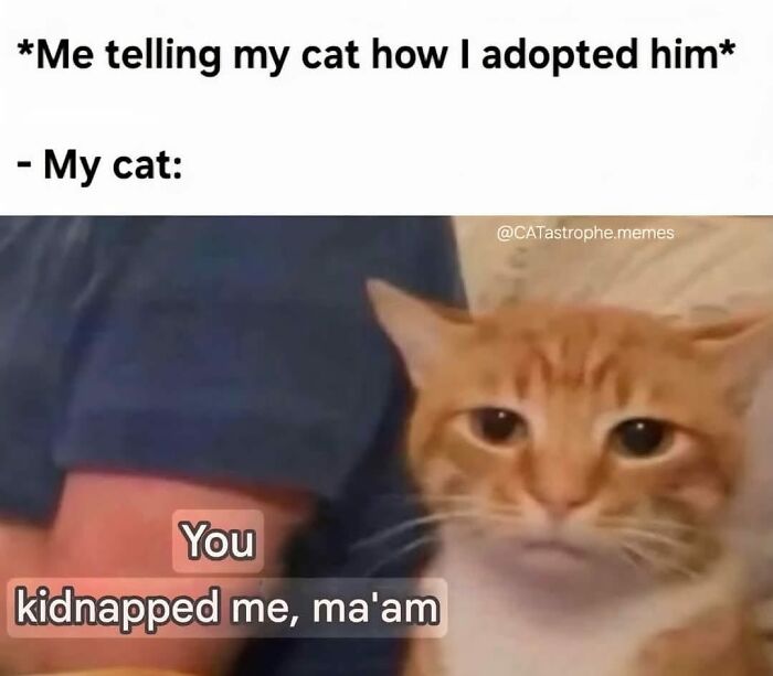 Orange cat with a serious expression reacting to adoption story in a popular cat meme for holidays and special moments.