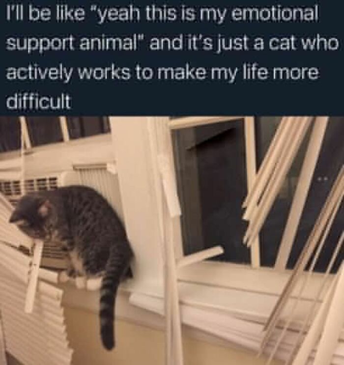 Tabby cat sitting on window ledge among blinds with funny caption about emotional support animals and cat behavior holiday cat memes.