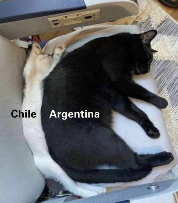 Two cats labeled Chile and Argentina cuddling closely on a couch, a humorous cat meme for holidays.
