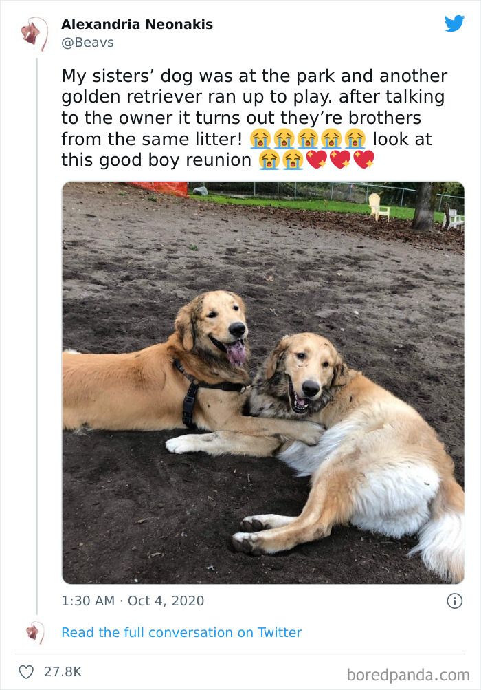 Two golden retrievers playing together at a park, highlighting an adorable moment for cute dogs posts.
