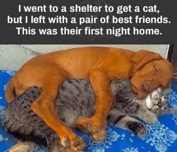 Puppy and kitten cuddling on a blue blanket, showcasing cute and sweet animal memes that bring smiles today.