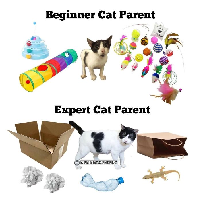 Comparison of beginner and expert cat parents with cats and toys, illustrating cat memes for holiday enjoyment.