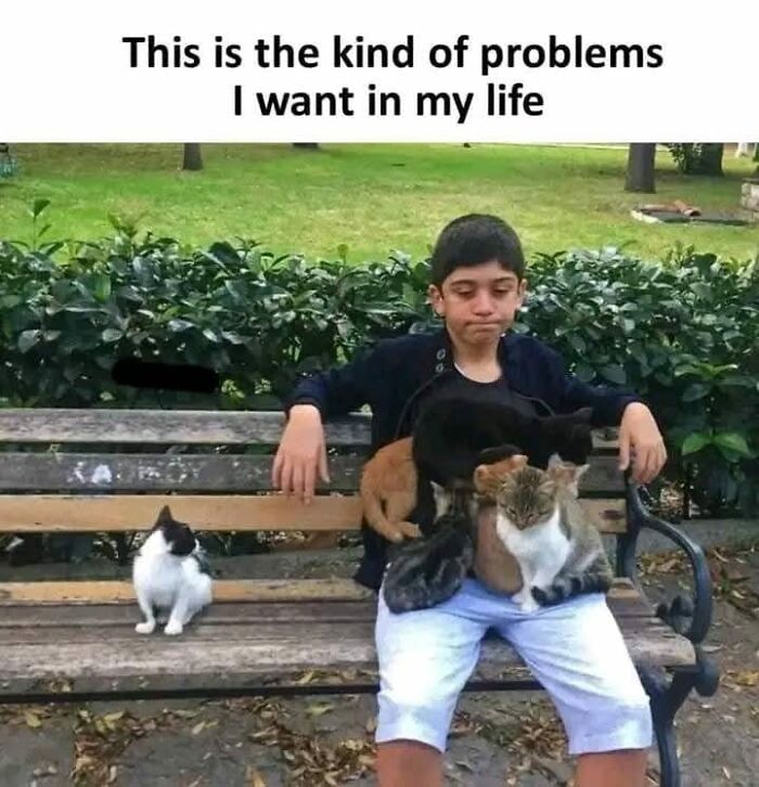 Boy sitting on a bench surrounded by multiple cats, illustrating cat memes that might make your holidays way more special.