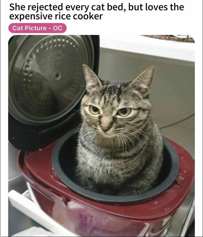 Tabby cat sitting inside an open rice cooker, highlighting funny cat behavior in popular cat memes for holidays.