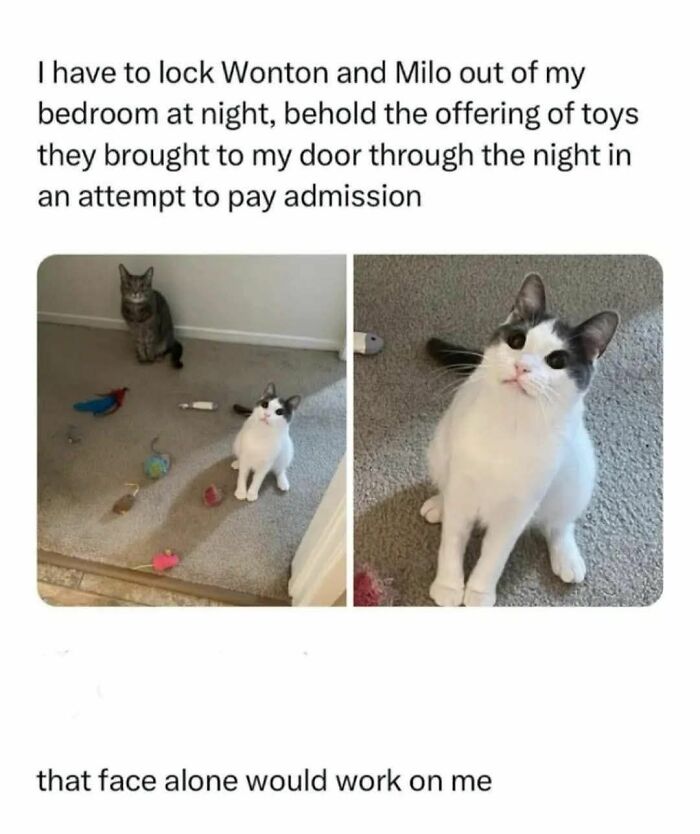 Two cats sitting by a door with toys as an offering, cute cat memes to brighten holidays and bring smiles.