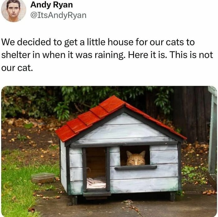 Cat resting in a small outdoor house, illustrating cat memes that might make your holidays way more special.