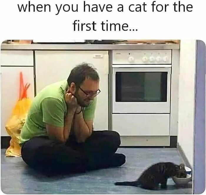Man in green shirt sitting on the floor watching a small cat eat, illustrating cat memes for the holidays.