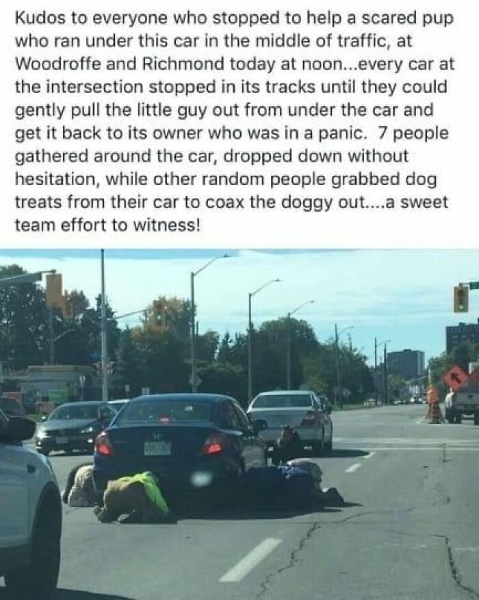 People helping a scared dog trapped under a car in traffic, showing a heartwarming scene for cute dogs posts.