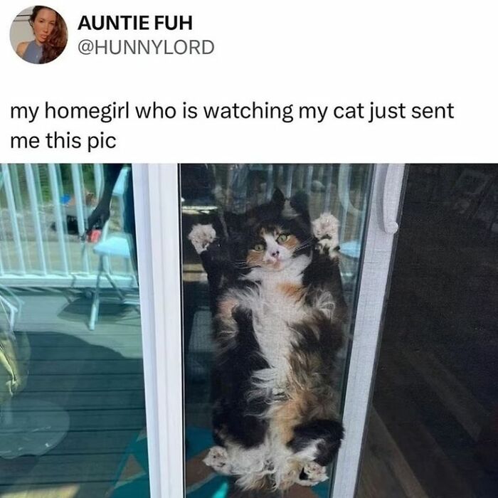 Calico cat pressed against a glass door with paws spread, featured in cheerful memes about wasting time online.