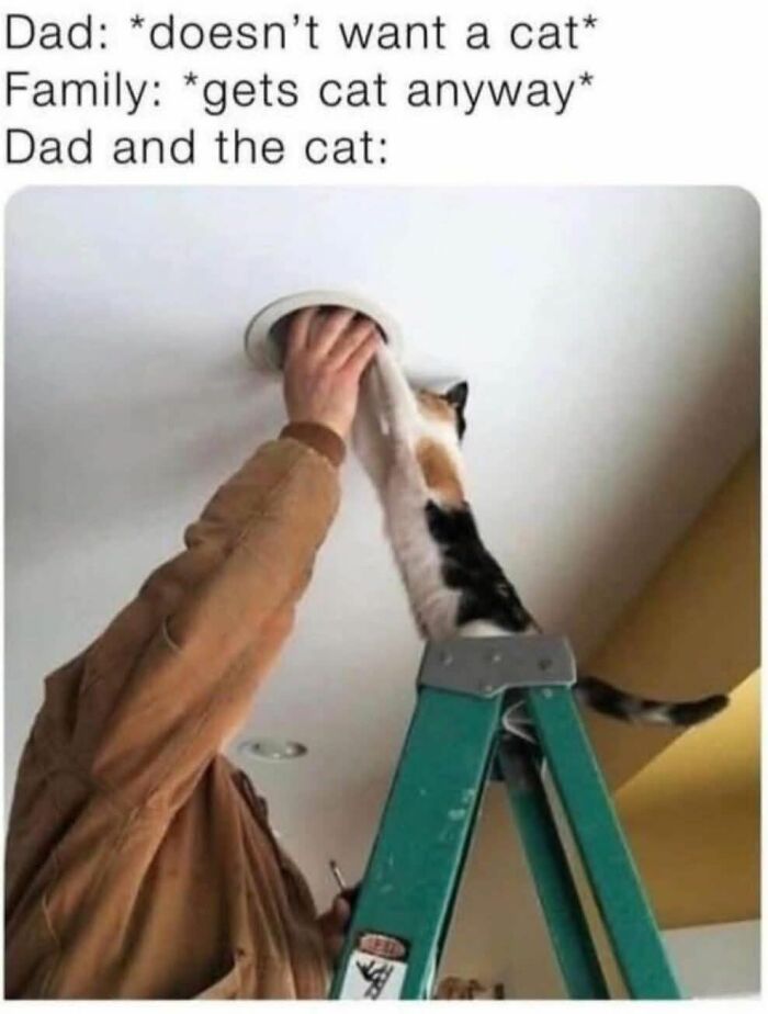 Man on ladder with cat stretching arm through ceiling light, funny cat memes for holiday enjoyment and special moments.