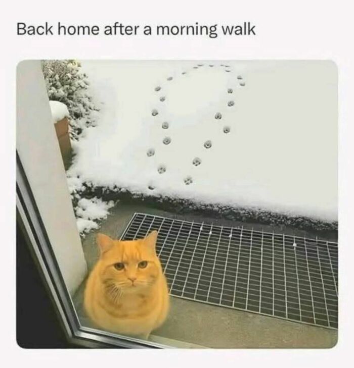 Orange cat outside door with paw prints in snow shaped like question marks, adding humor to cat memes for holidays.