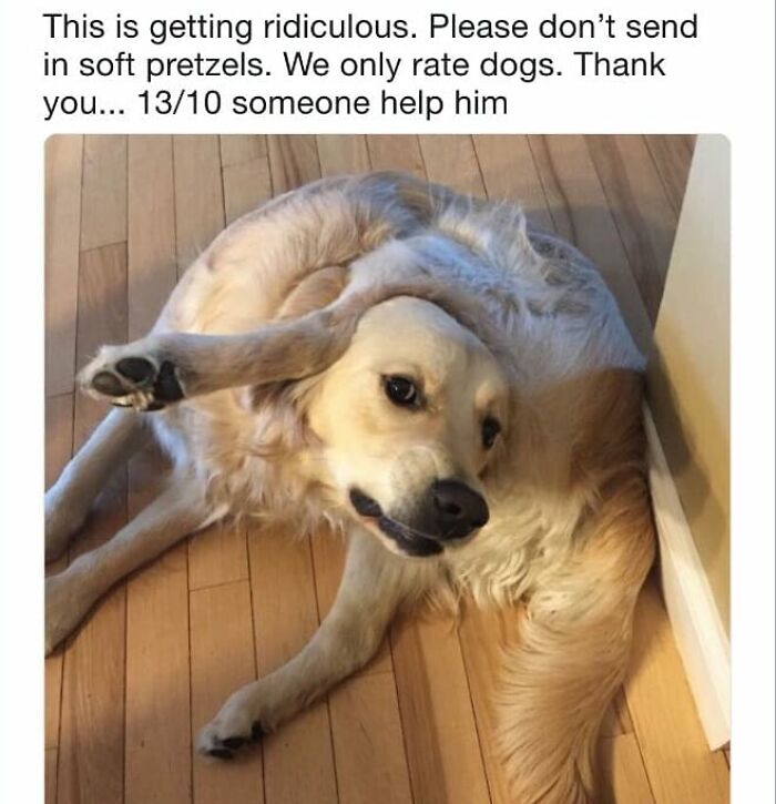 Golden retriever twisted in a funny pose on wooden floor, featured in cute dogs posts for a lighthearted moment.