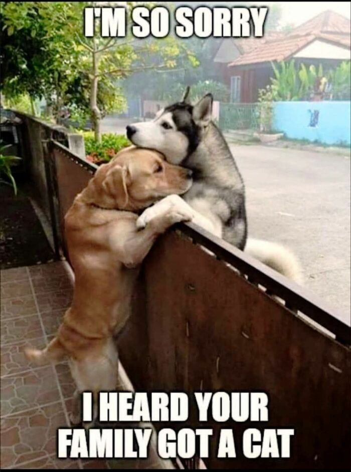 Two dogs hugging over a fence with a cute and sweet animal meme expressing apology and jealousy.