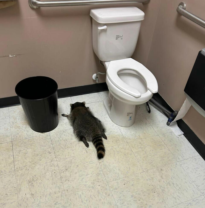 Raccoon passed out on bathroom floor next to toilet after raiding liquor store, sparking hilarious reactions online. Raccoon passed out on bathroom floor next to toilet after raiding liquor store, sparking hilarious reactions online.