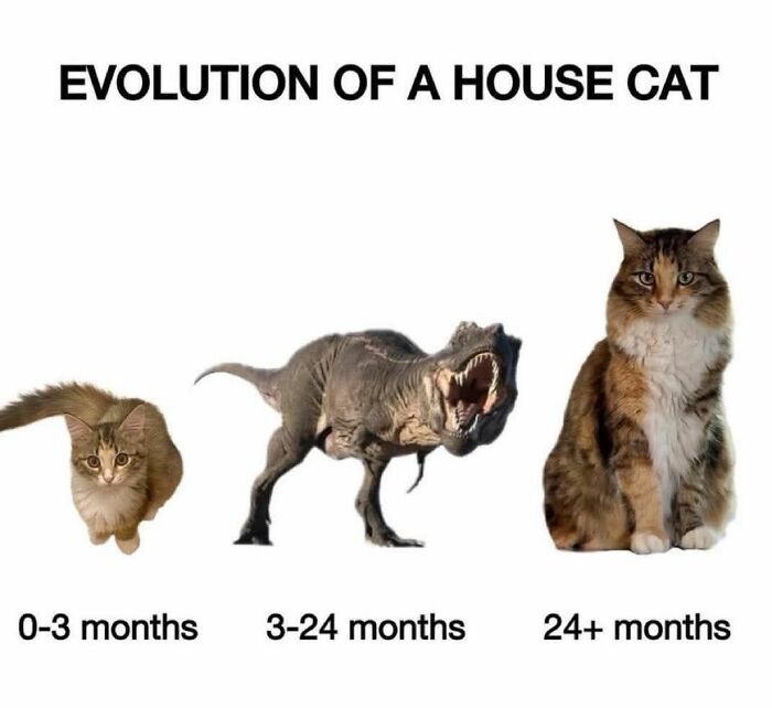 Evolution of a house cat meme showing cat at 0-3 months, a dinosaur at 3-24 months, and adult cat at 24+ months for cat memes.