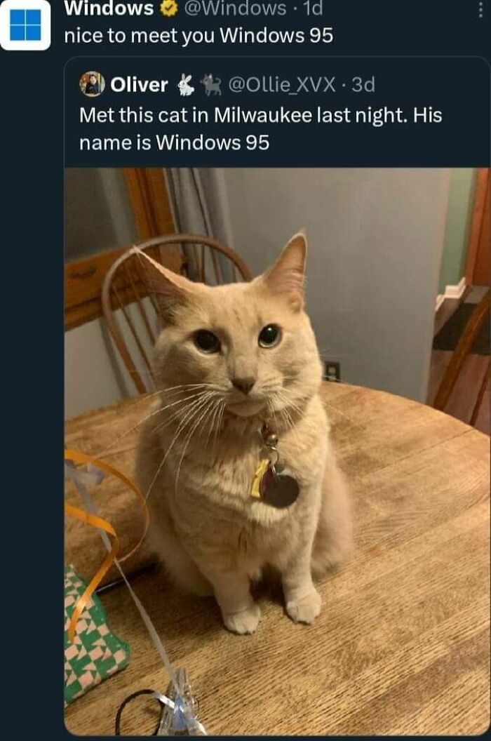 Cat named Windows 95 sitting on a wooden table, featured in cheerful memes about not feeling bad for wasting time online.
