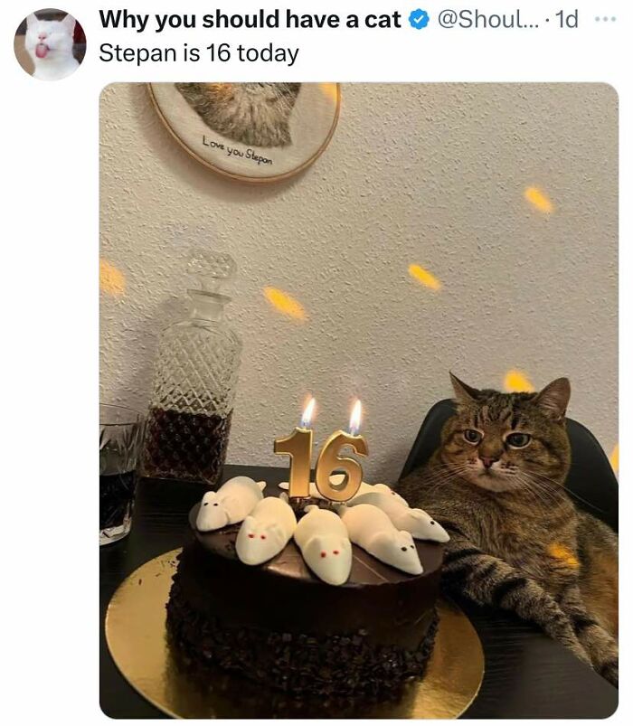 Birthday cake with mouse decorations and number 16 candles next to a relaxed cat, cheerful memes about cats and celebrations.