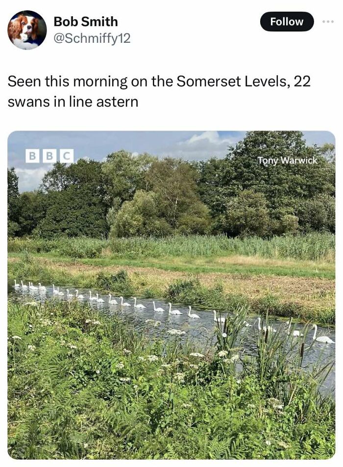 Cheerful meme showing 22 swans in a row on a river, blending nature with lighthearted online content humor.