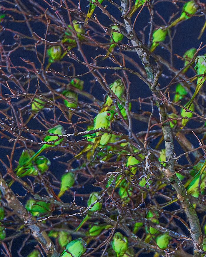 Don't Be Fooled, You See Leaves On A Tree In London In Winter, Not 1,000 Green Parrots