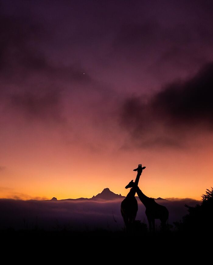 Wildlife silhouettes of two giraffes at sunset with a mountain backdrop and vibrant purple and orange sky.