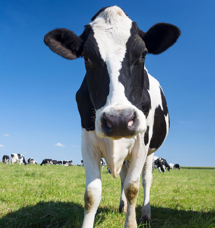 Close-up of a cow grazing in a sunny field, symbolizing kids’ spicy roasts that leave parents’ jaws hanging.