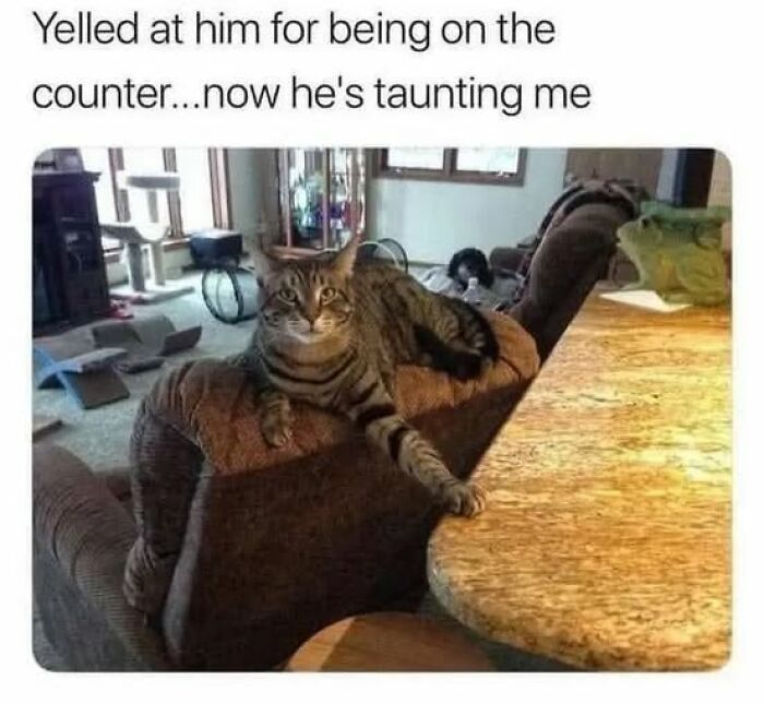 Tabby cat taunting owner by sitting on couch backrest with paw stretched onto kitchen counter, showing typical cat owner humor.