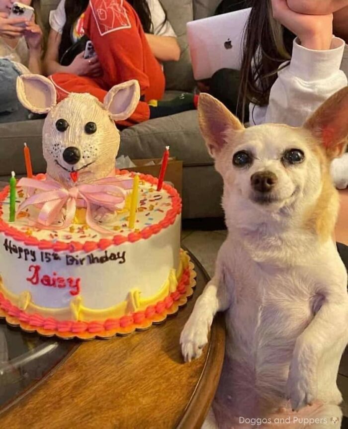 Cute dogs posts featuring a small dog posing next to a birthday cake with a dog-shaped decoration on top.