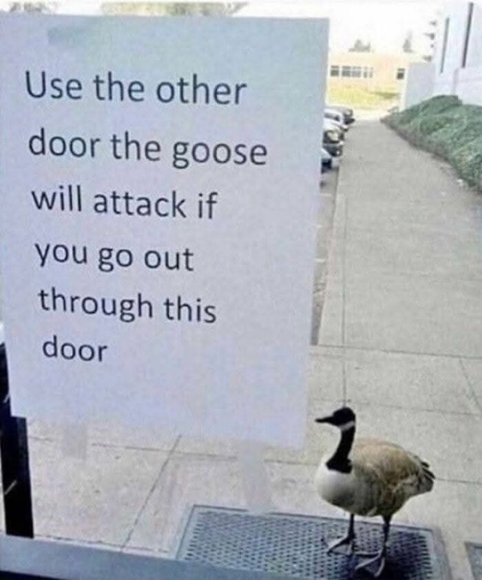Goose standing outside a door with a sign warning it will attack if you use that door, cute animal memes inspiration.
