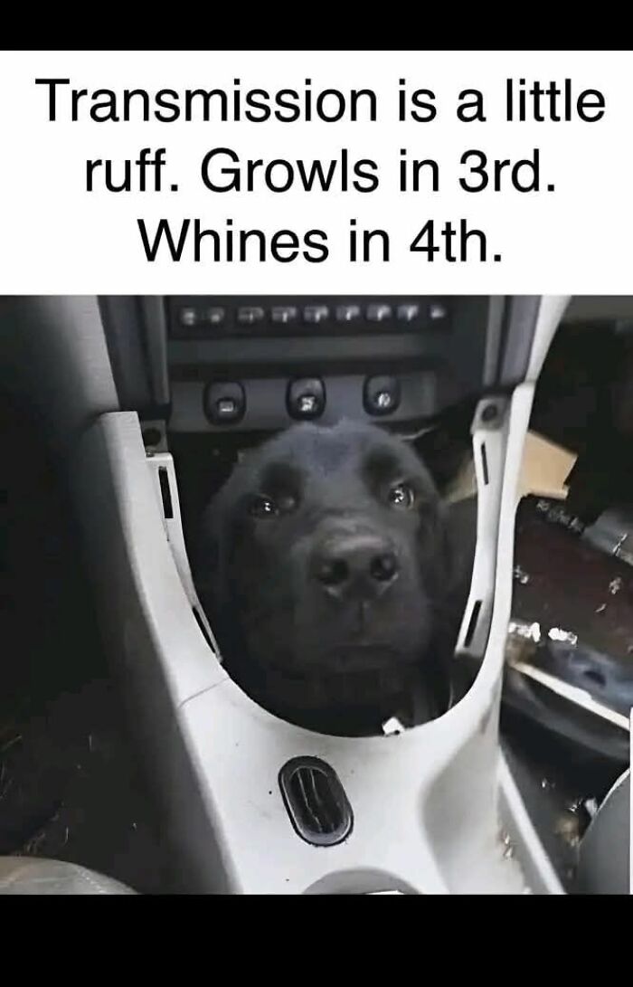 Black dog’s head sticking out of a car’s center console with a funny animal meme about growls and whines.