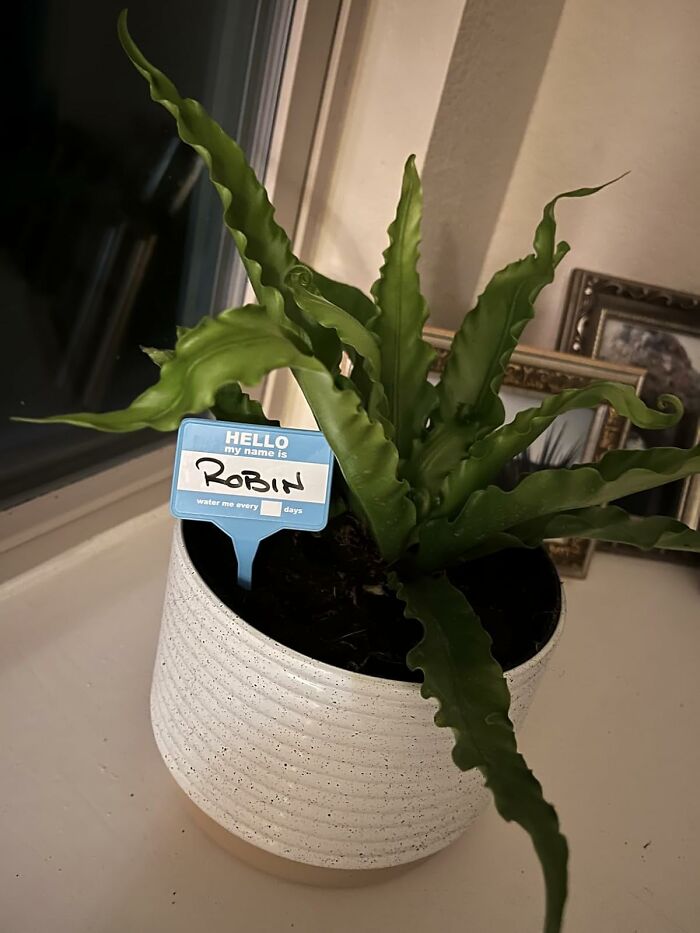 If Talking To Your Plants Make Them Grow Better, You Might As Well Up The Game With Some Plant Name Badges 