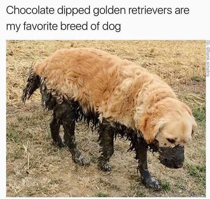 Golden retriever covered in mud, creating a cute and sweet animal meme to give you a reason to smile today.