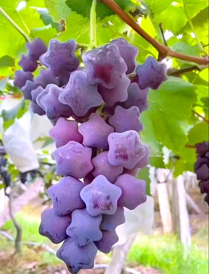 Cluster of star-shaped purple grapes hanging on a vine, creating a trippy and otherworldly natural appearance.