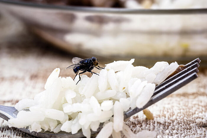 A close-up of a fly on a forkful of rice, symbolizing revenge stories with a bitter aftertaste rather than victory.