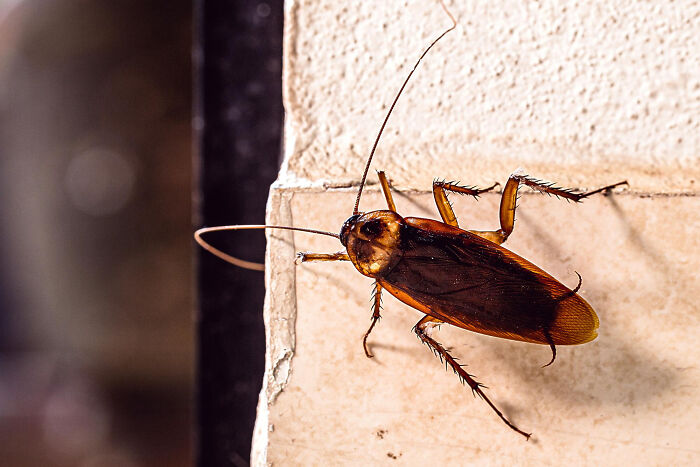 Close-up of a cockroach on a wall, illustrating disturbing science facts about insects we often overlook.