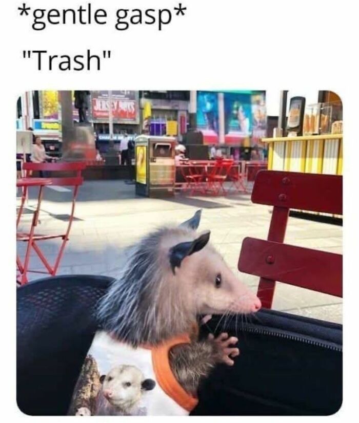 Possum wearing a shirt sitting in a bag at an outdoor café with meme text about gentle gasp and trash.