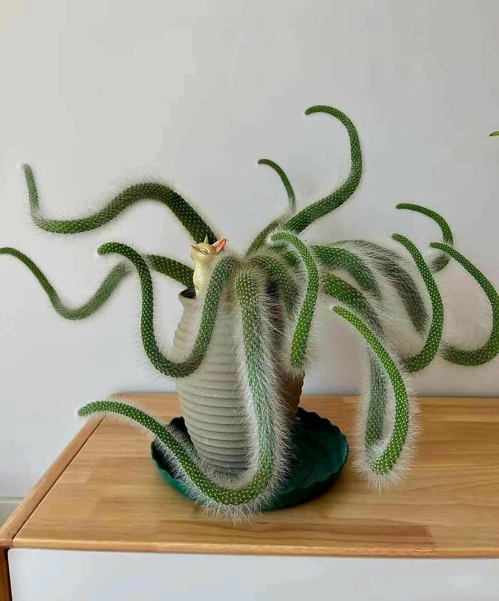 Green cactus with long hairy tentacle-like arms in a pot on a wooden surface, creating a trippy picture effect.