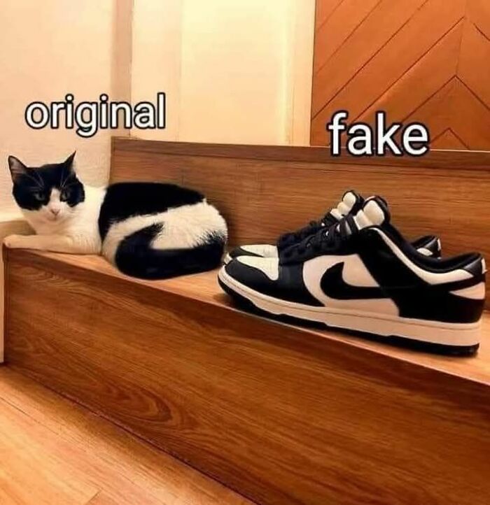 Cat with black and white fur lying next to a pair of black and white sneakers in a cute animal meme comparison.