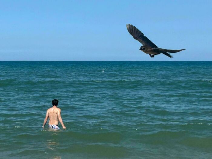 Man wading in the ocean with a large bird flying close to the water, a confusing photo that might trick your brain.