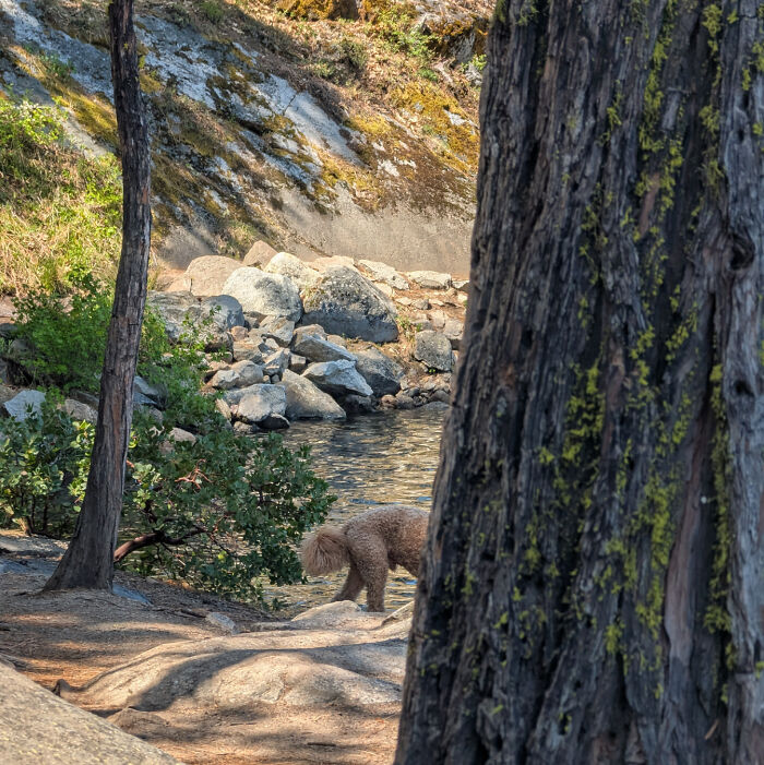Dog blending into rocky stream background with trees and shadows in an outdoor confusing photo to catch up brain