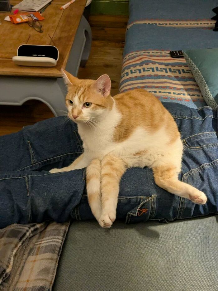 Orange and white cat sitting with its legs stretched out on a person’s lap in a confusing pose to catch up brain.