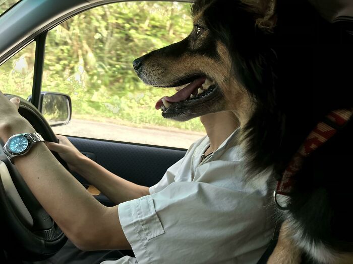 Person driving a car with a large dog in the passenger seat, creating a confusing photo perspective effect.
