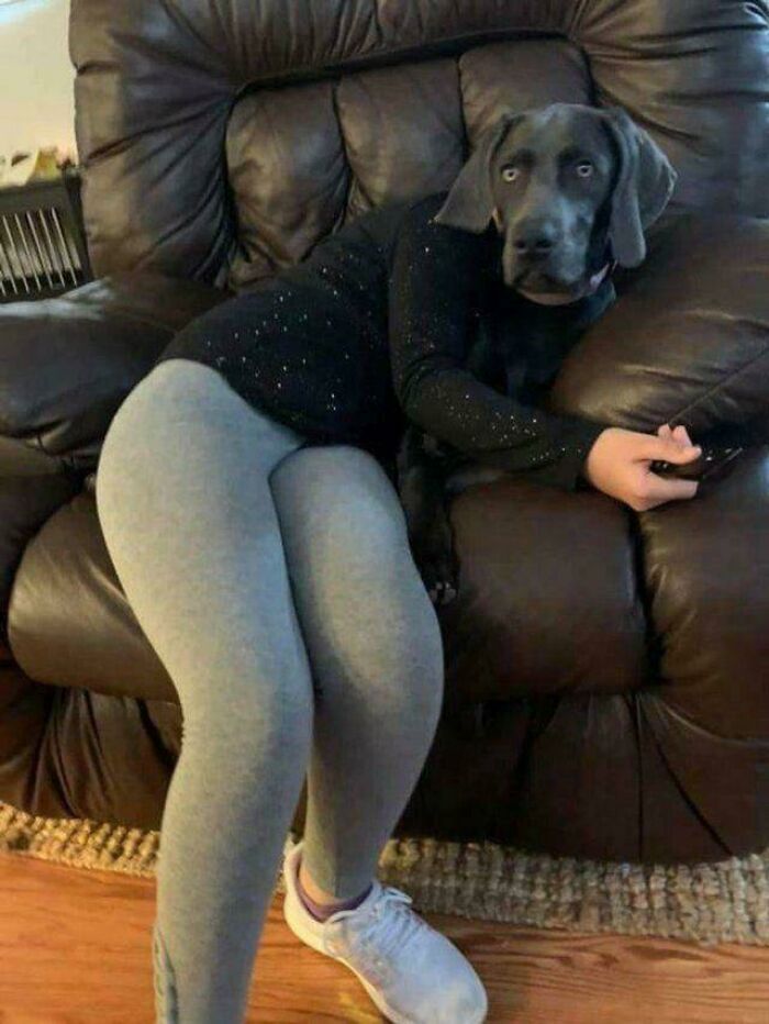 A confusing photo showing a dog with a person's legs on a leather couch, creating a visual brain teaser.